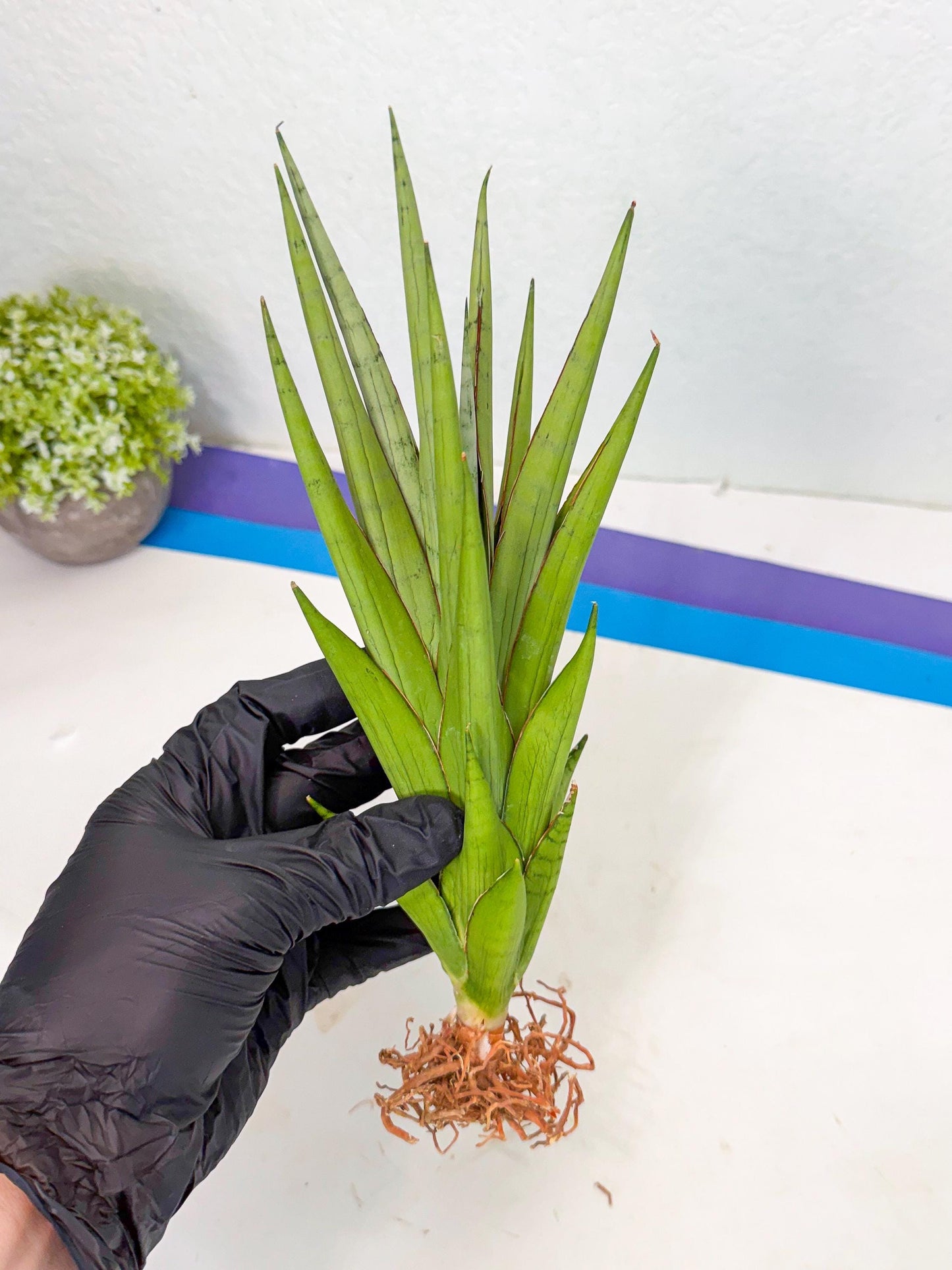 Sansevieria Silent Song (6) | Rare Imported Hybrids