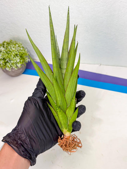Sansevieria Silent Song (6) | Rare Imported Hybrids