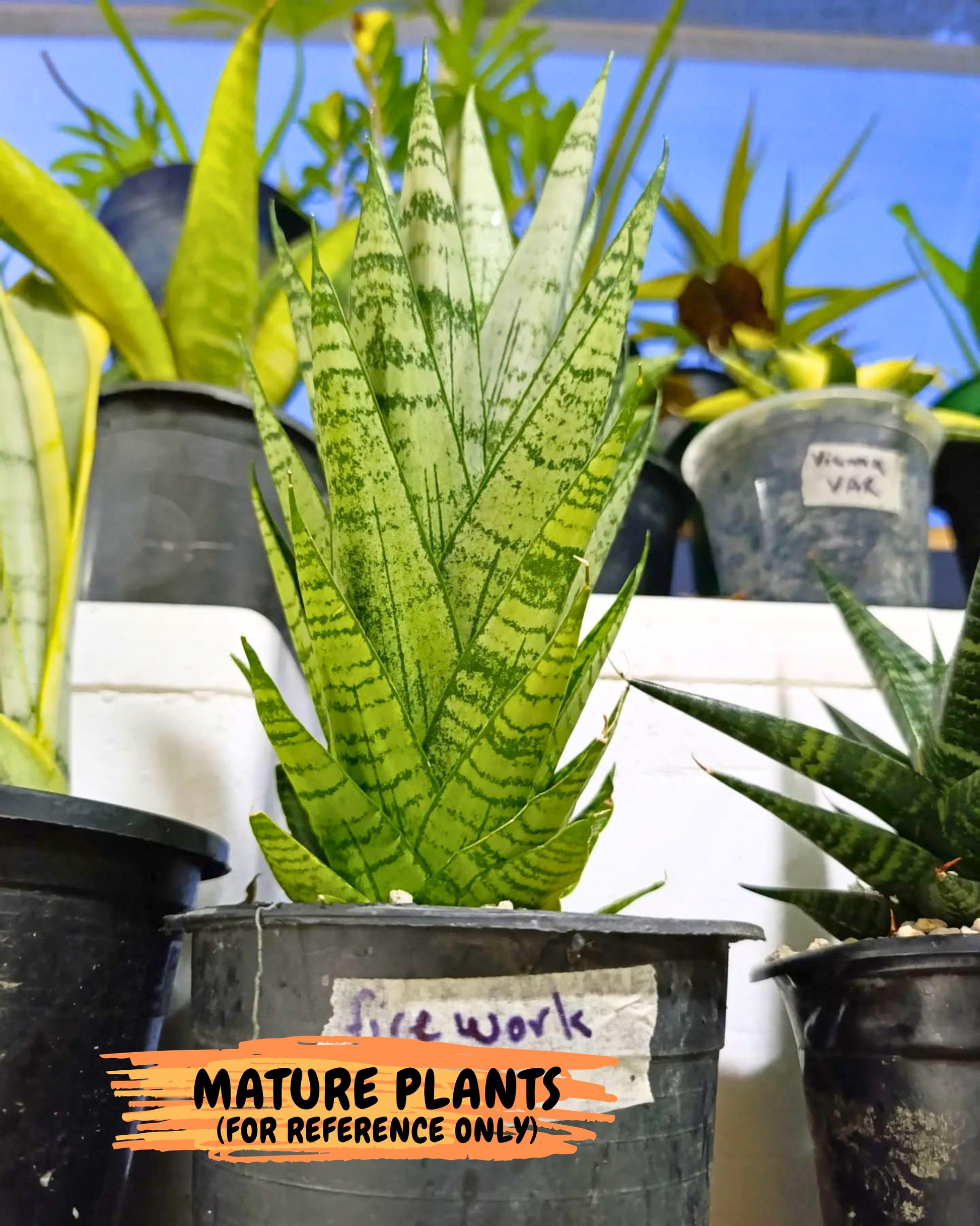 Sansevieria Firework (7) | Rare Hybrids