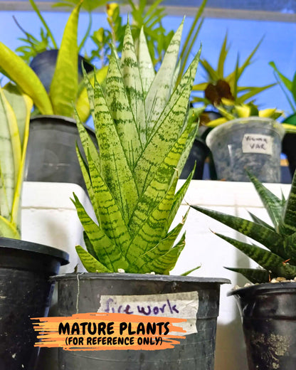 Sansevieria Firework (7) | Rare Hybrids