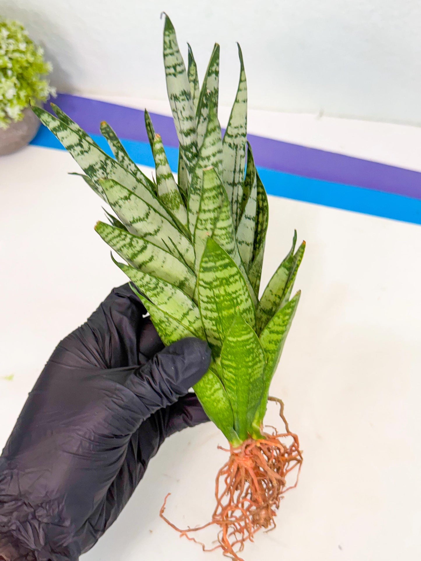 Sansevieria Firework (7) | Rare Hybrids
