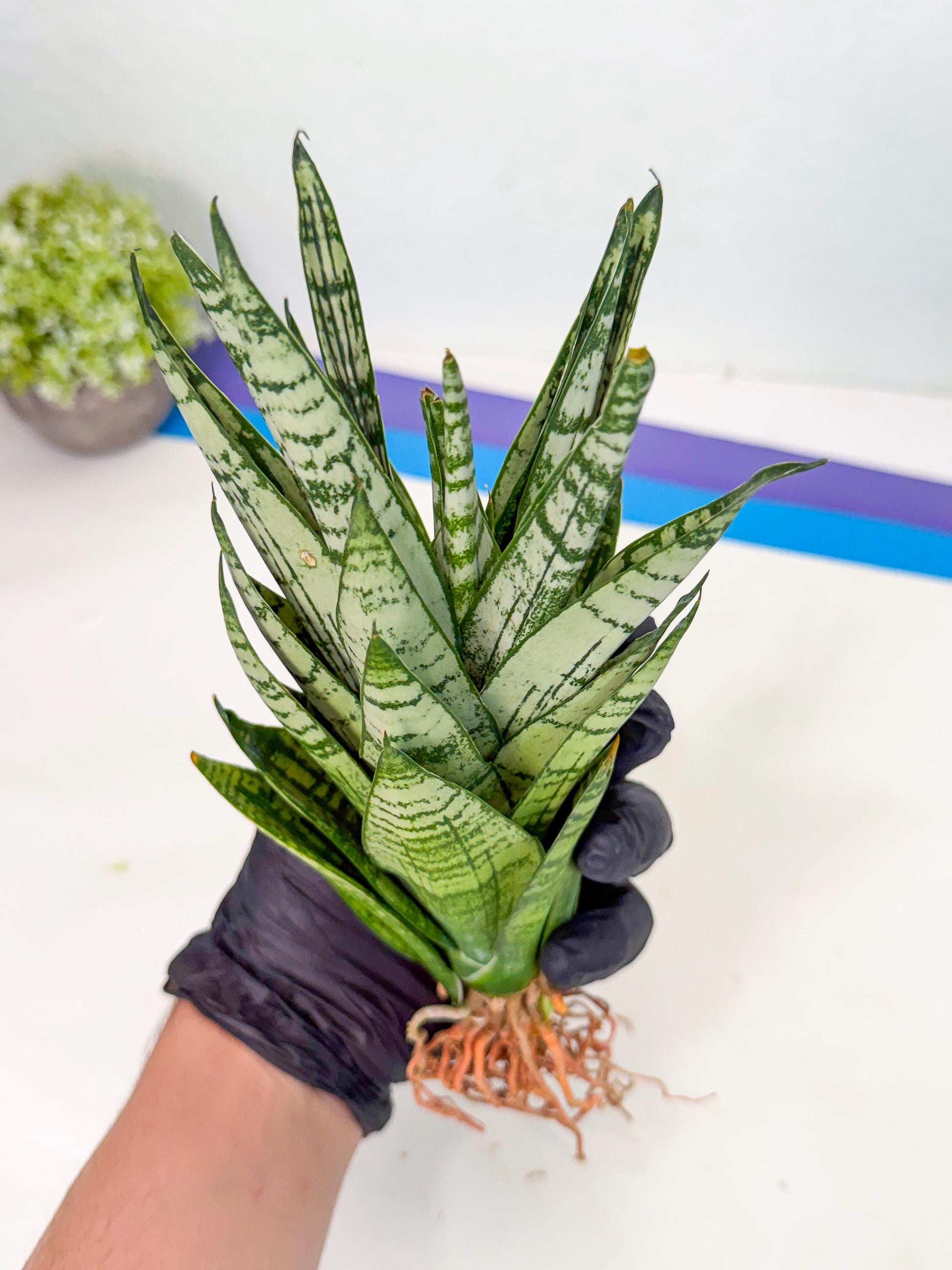 Sansevieria Firework (7) | Rare Hybrids