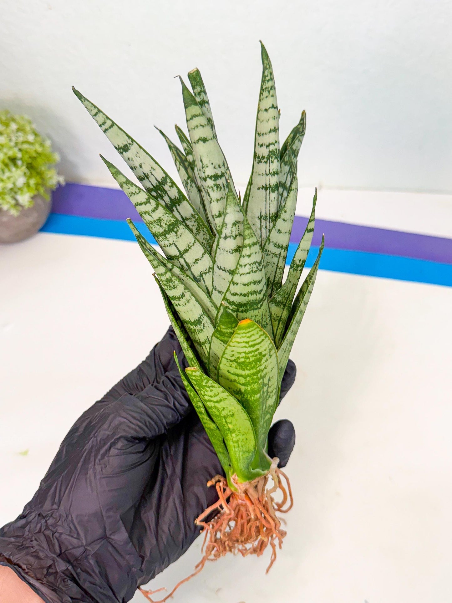Sansevieria Firework (7) | Rare Hybrids