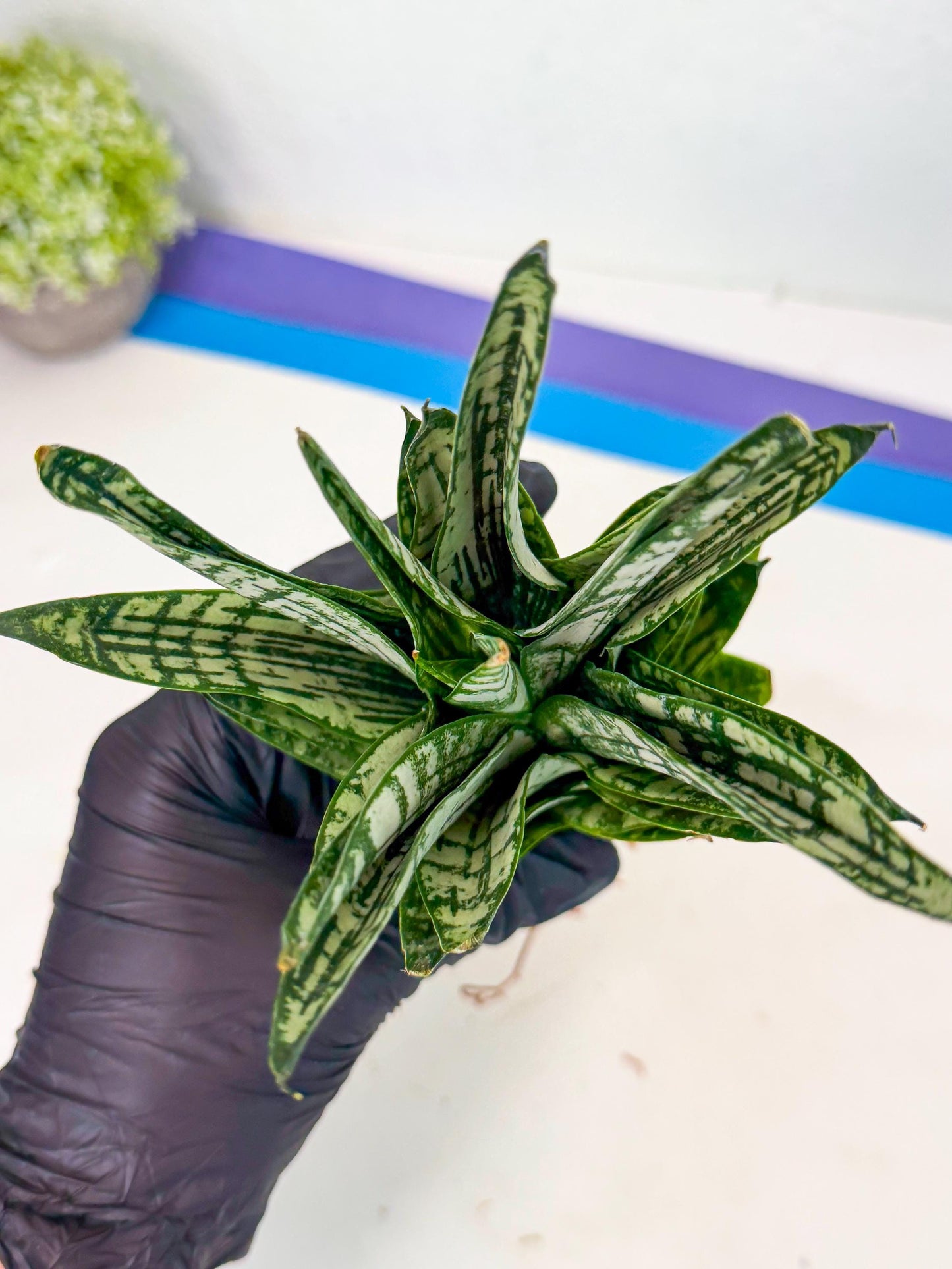 Sansevieria Firework (7) | Rare Hybrids