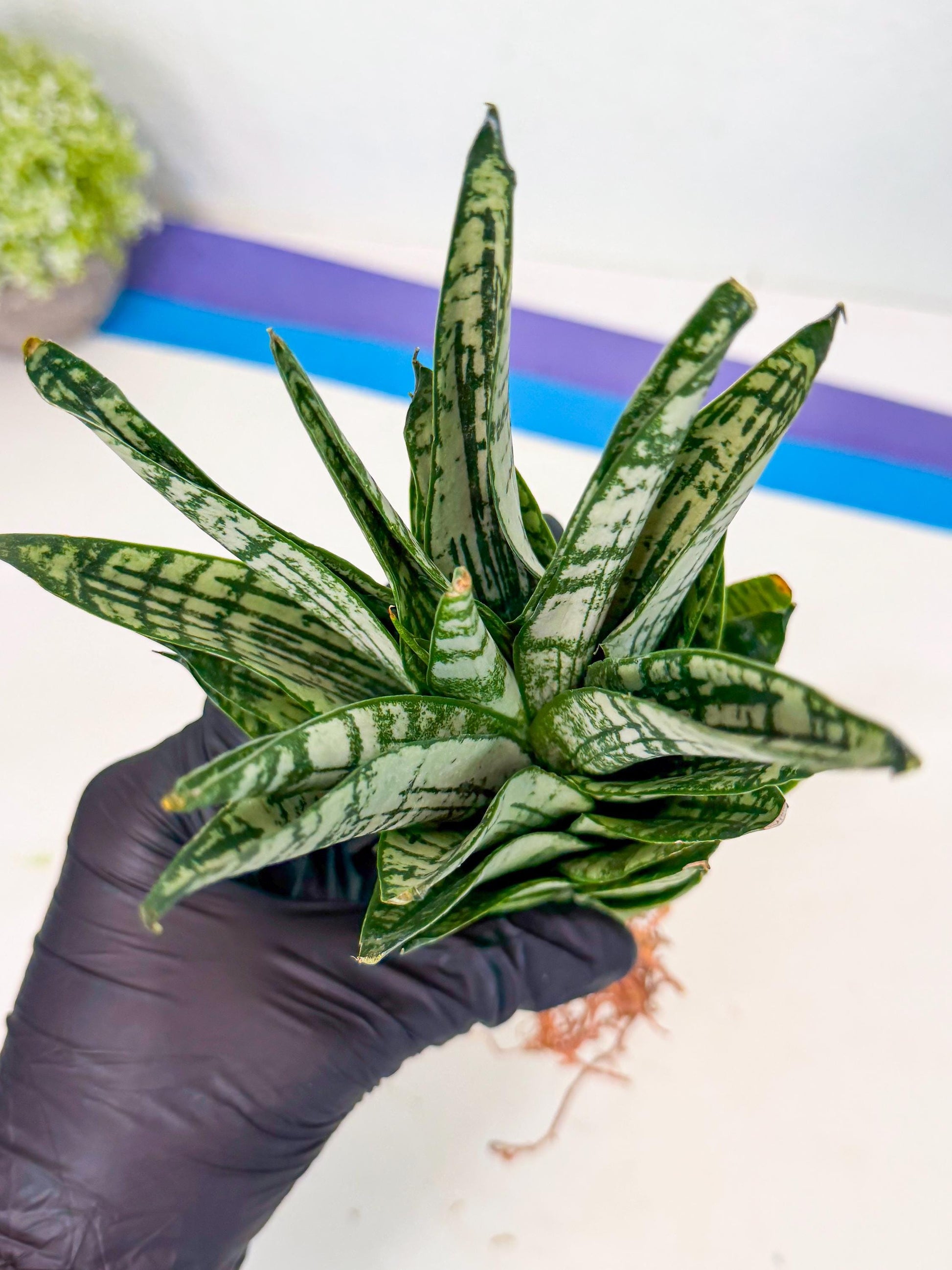 Sansevieria Firework (7) | Rare Hybrids