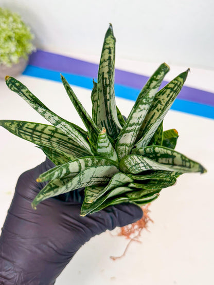 Sansevieria Firework (7) | Rare Hybrids
