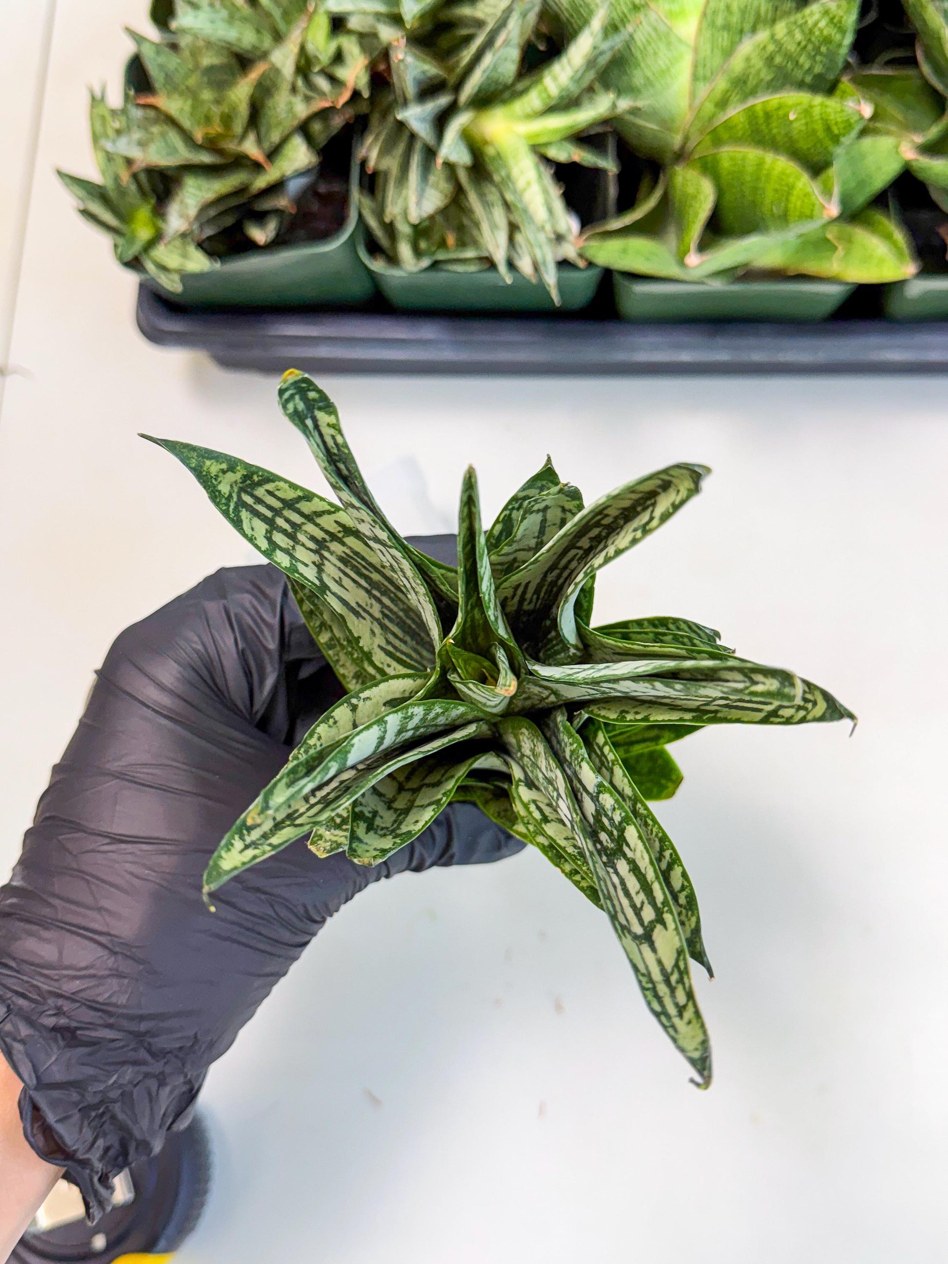Sansevieria Firework (7) | Rare Hybrids