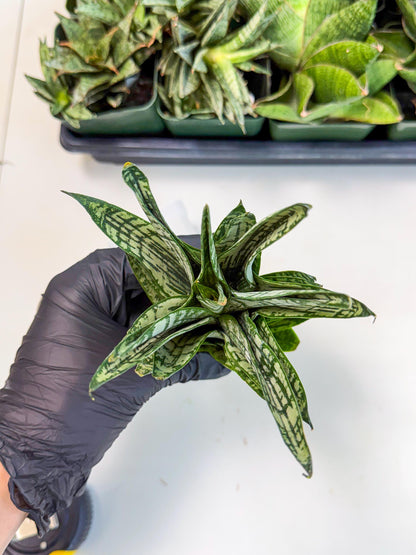 Sansevieria Firework (7) | Rare Hybrids