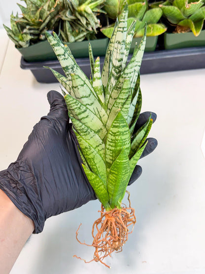 Sansevieria Firework (7) | Rare Hybrids