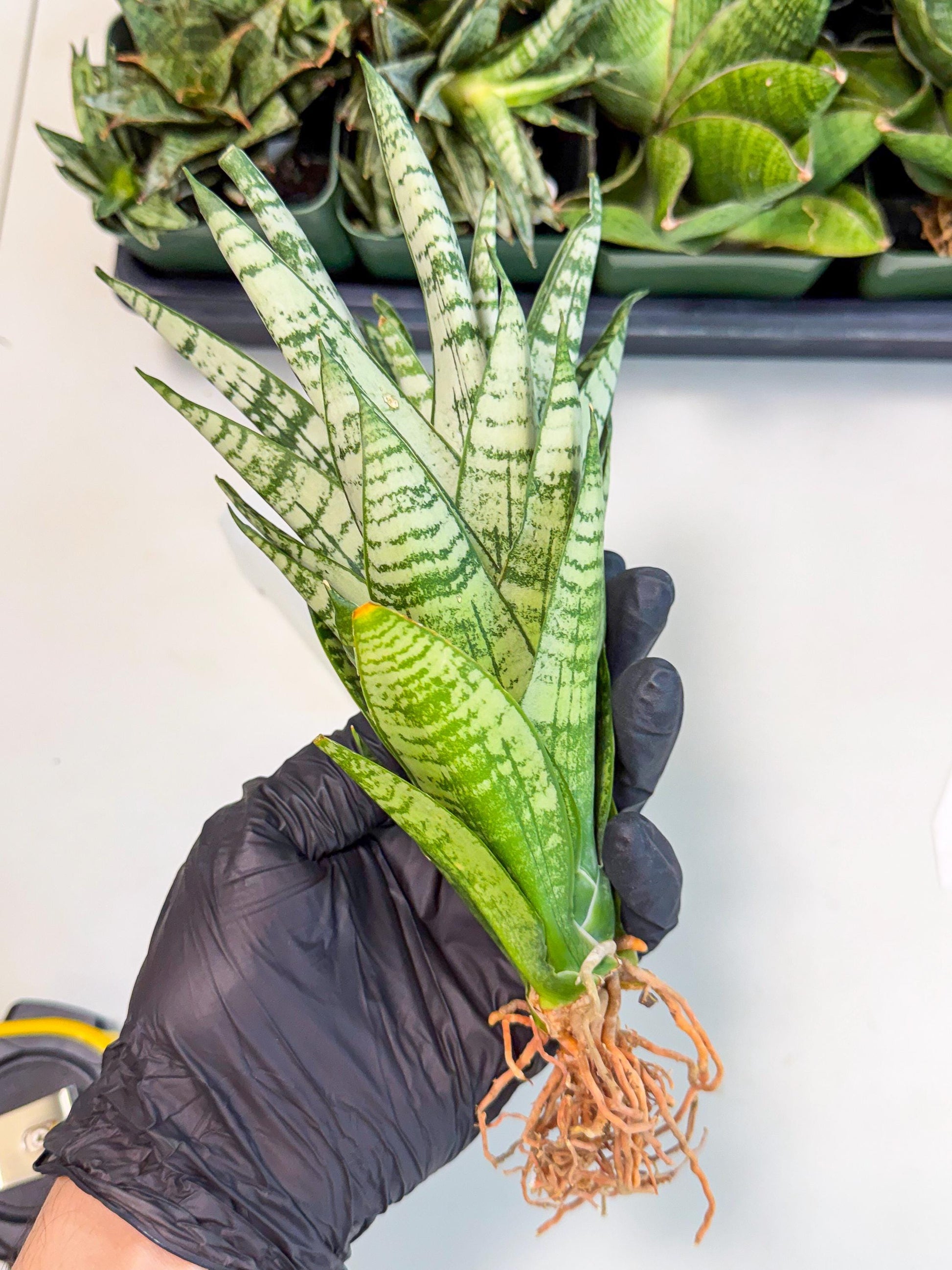 Sansevieria Firework (7) | Rare Hybrids