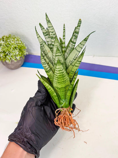 Sansevieria Firework (7) | Rare Hybrids