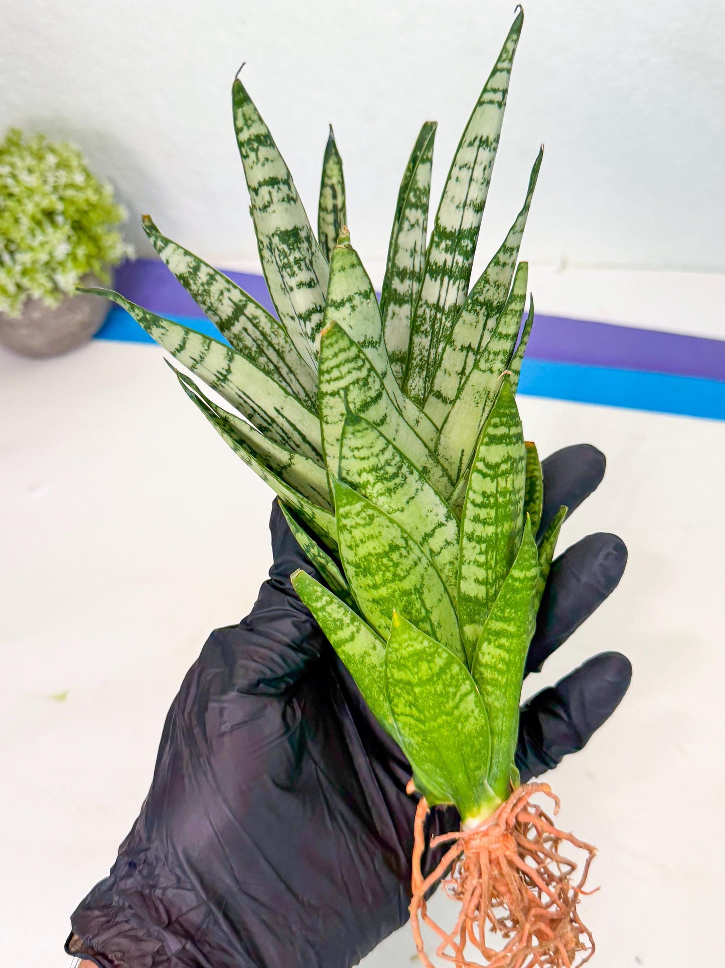 Sansevieria Firework (7) | Rare Hybrids