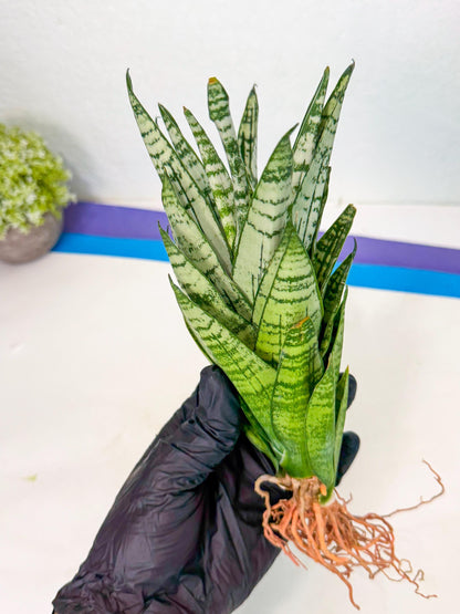 Sansevieria Firework (7) | Rare Hybrids