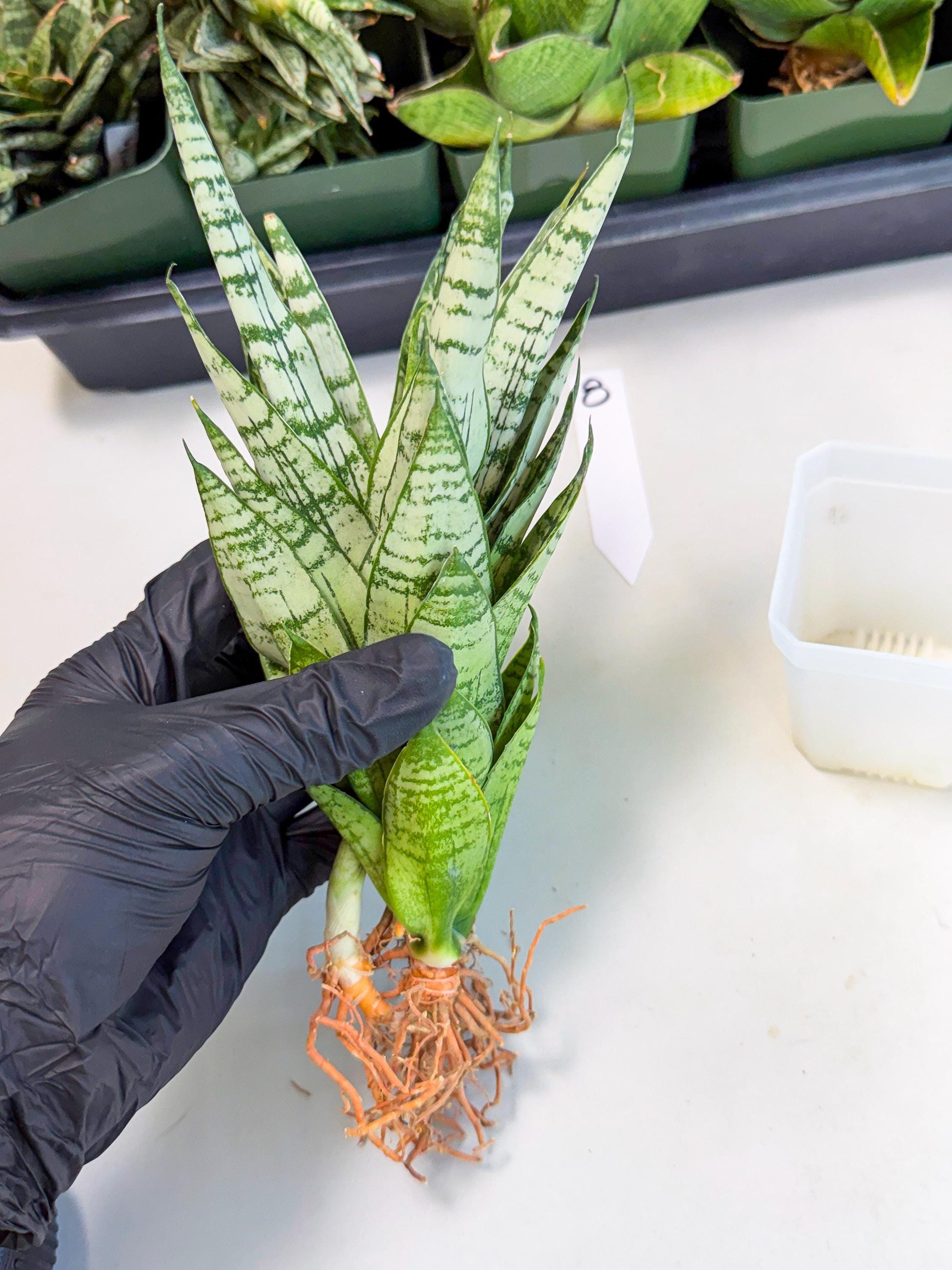 Sansevieria Firework (8) | Rare Hybrids