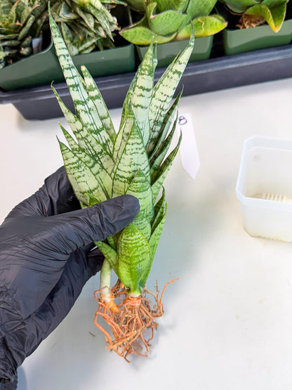 Sansevieria Firework (8) | Rare Hybrids