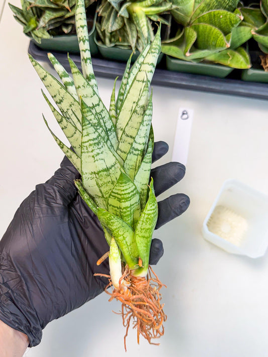 Sansevieria Firework (8) | Rare Hybrids