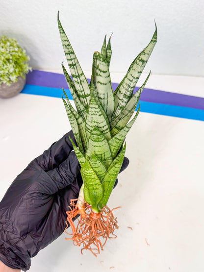 Sansevieria Firework (8) | Rare Hybrids