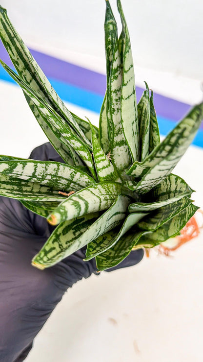 Sansevieria Firework (8) | Rare Hybrids