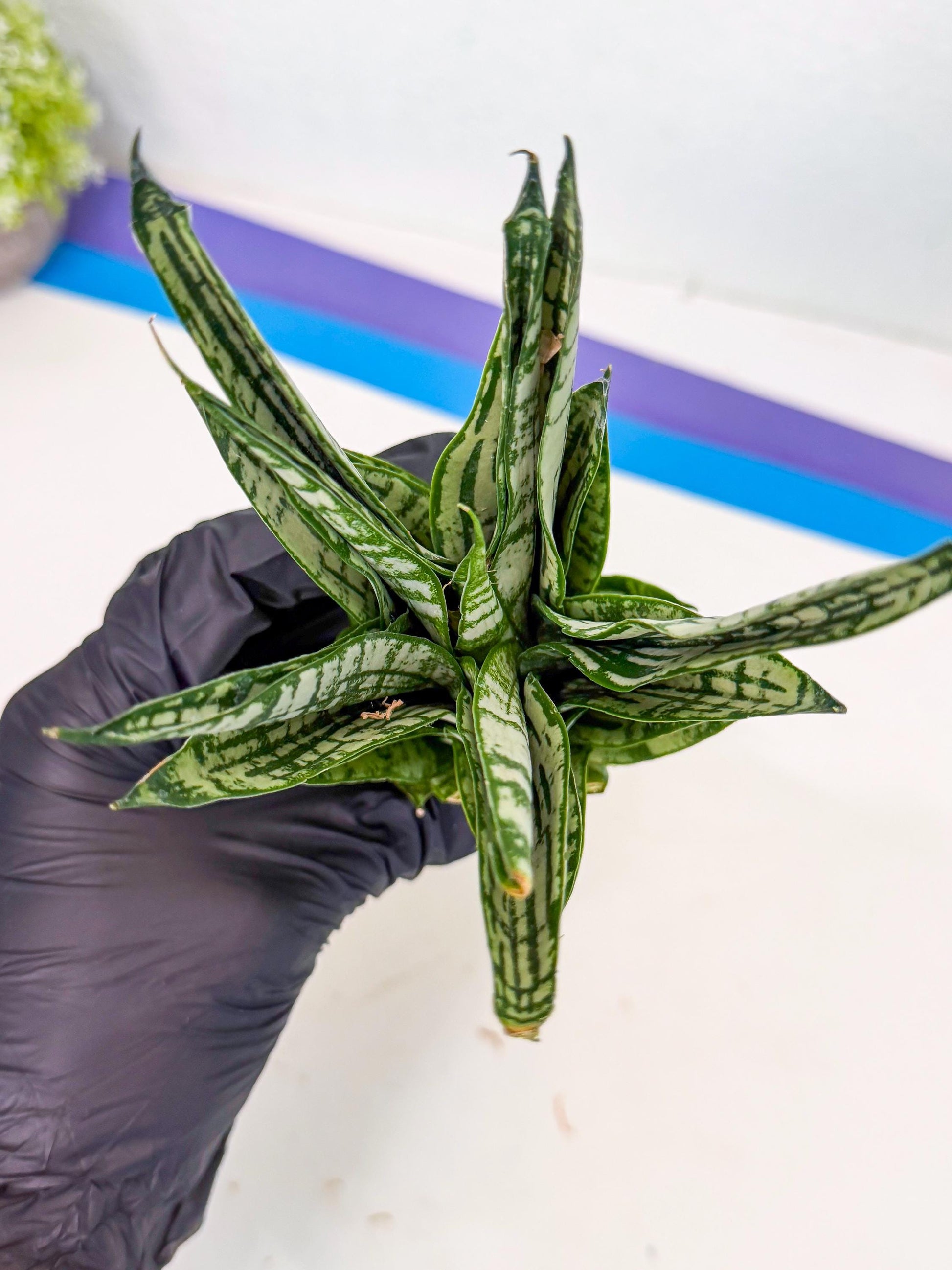 Sansevieria Firework (8) | Rare Hybrids