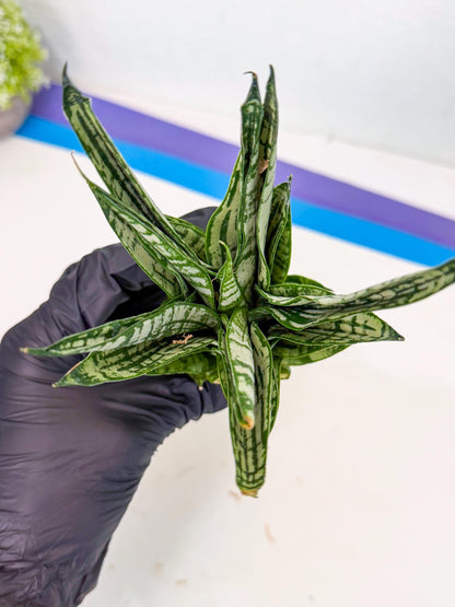 Sansevieria Firework (8) | Rare Hybrids