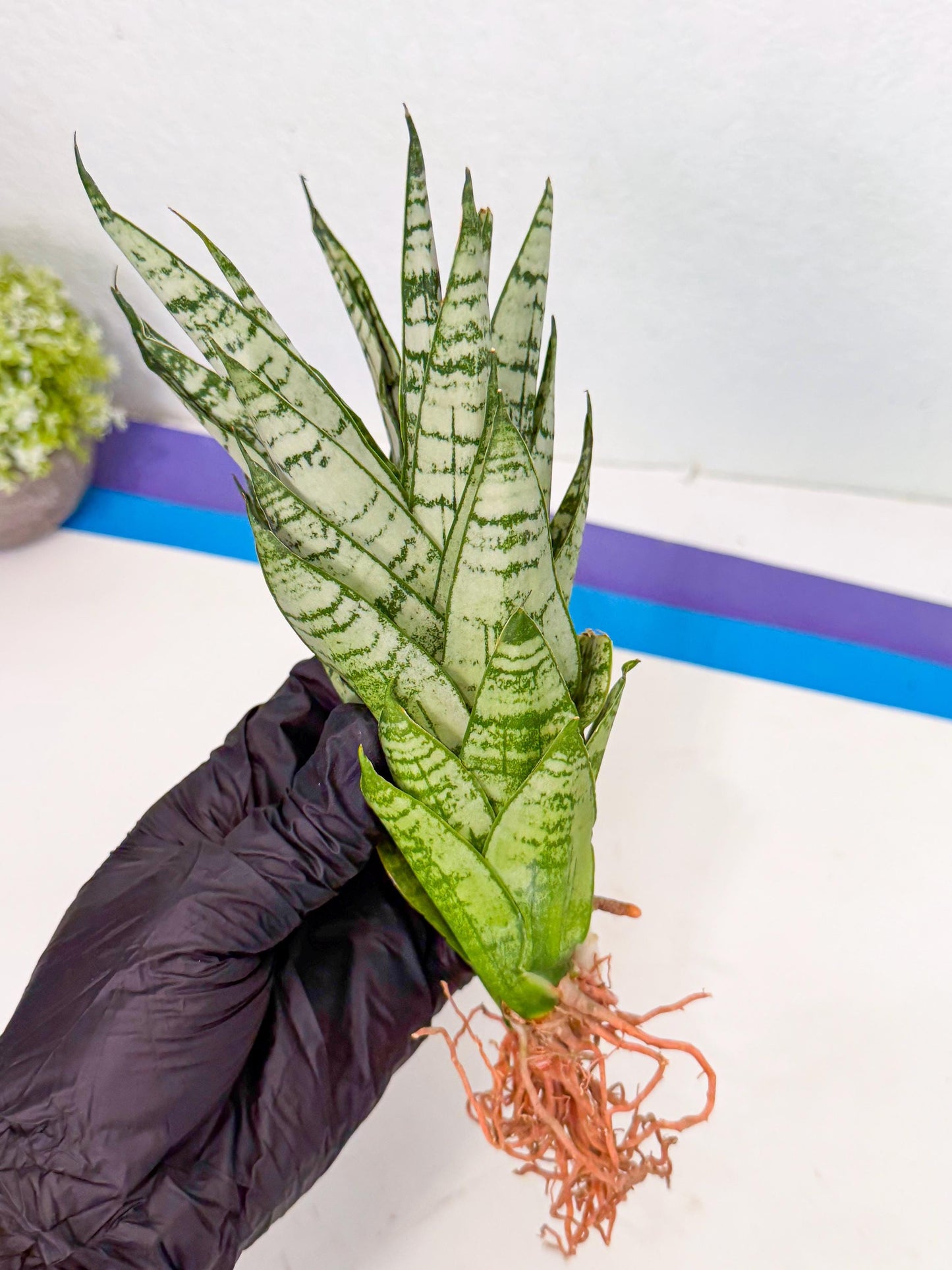 Sansevieria Firework (8) | Rare Hybrids