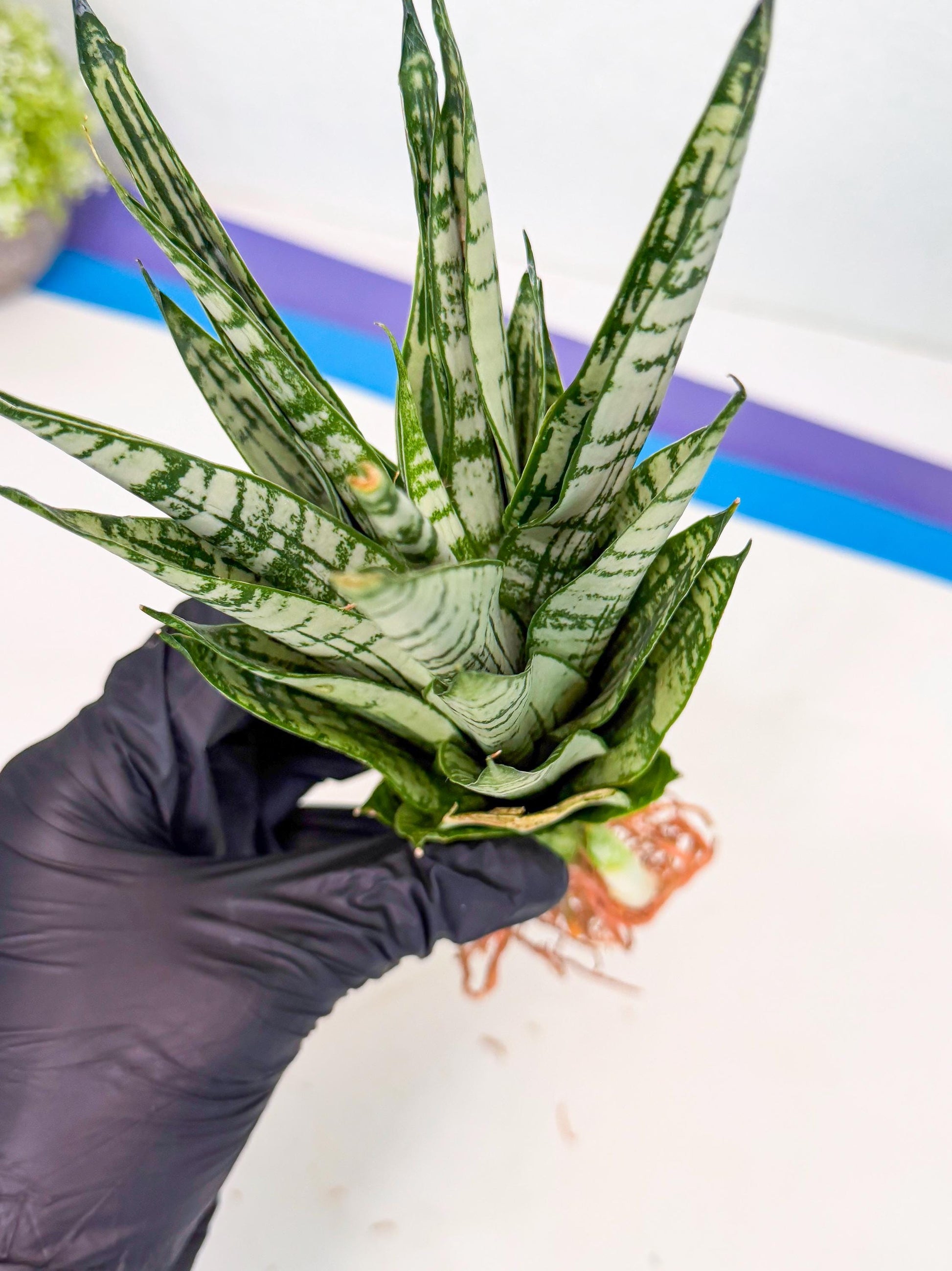 Sansevieria Firework (8) | Rare Hybrids