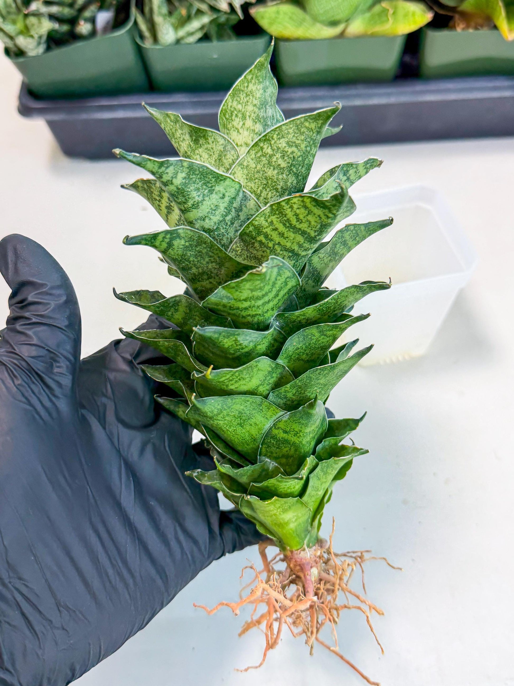Sansevieria Mahanakorn (9) | Rare Hybrid Plant