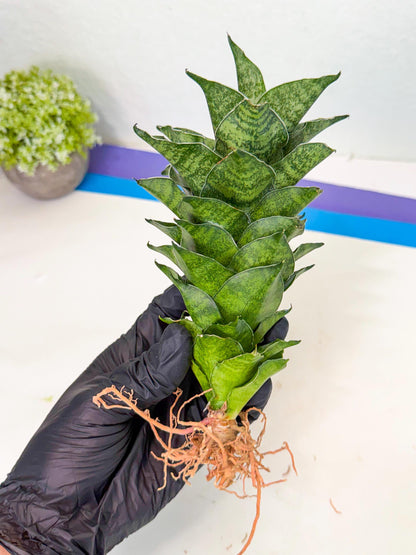 Sansevieria Mahanakorn (9) | Rare Hybrid Plant