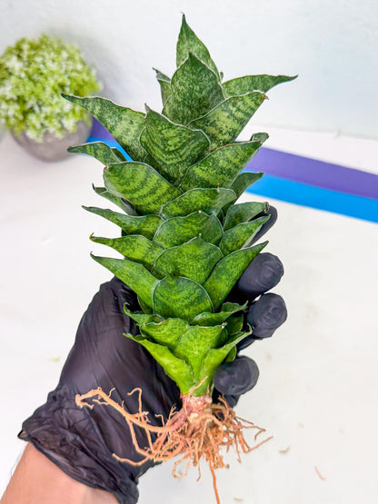 Sansevieria Mahanakorn (9) | Rare Hybrid Plant