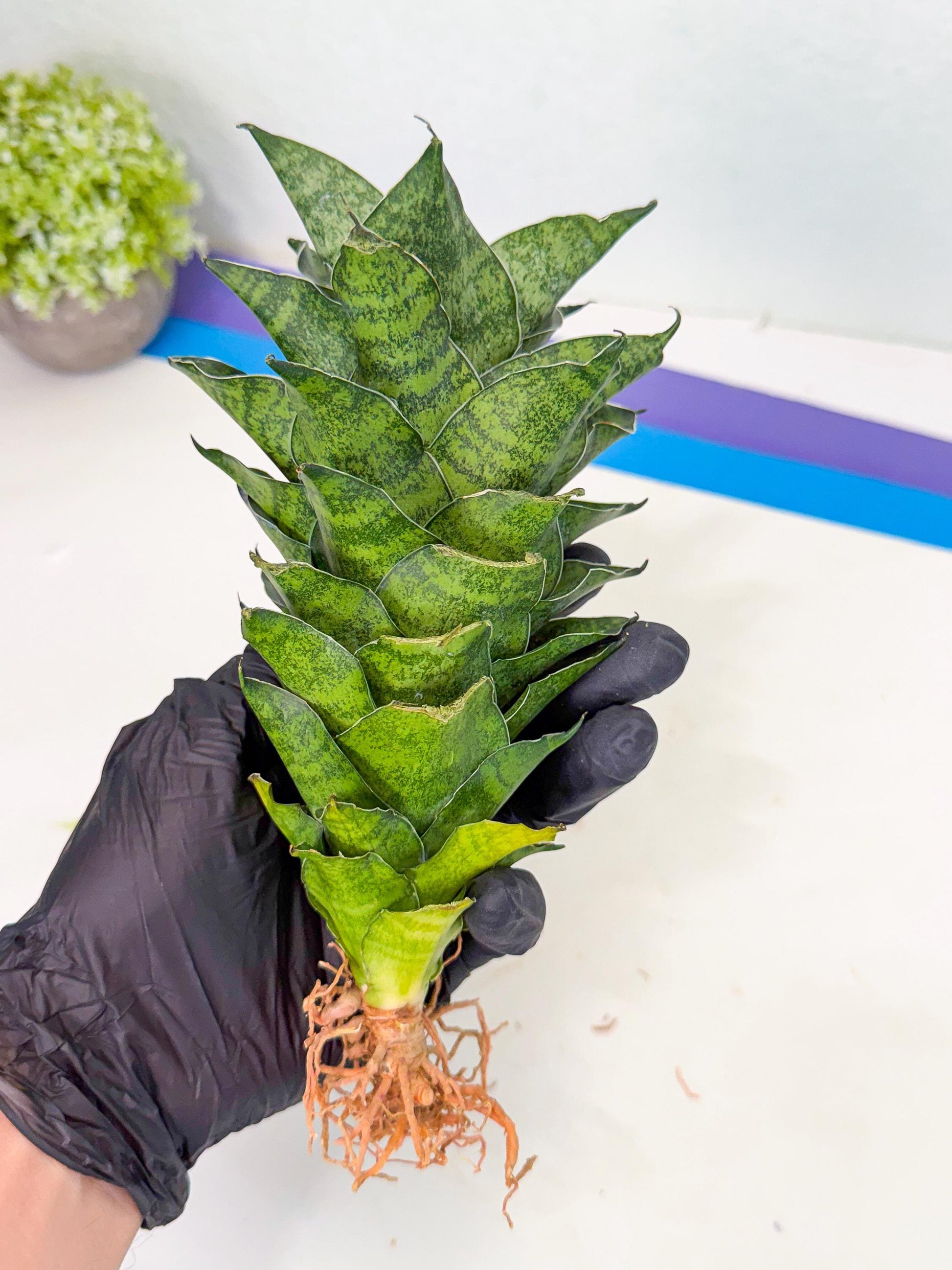 Sansevieria Mahanakorn (10) | Rare Hybrid Plant