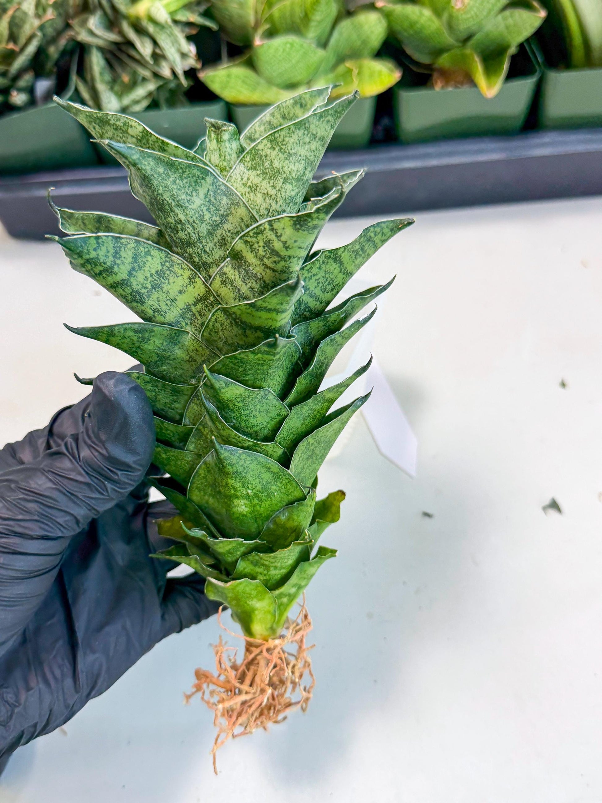 Sansevieria Mahanakorn (10) | Rare Hybrid Plant