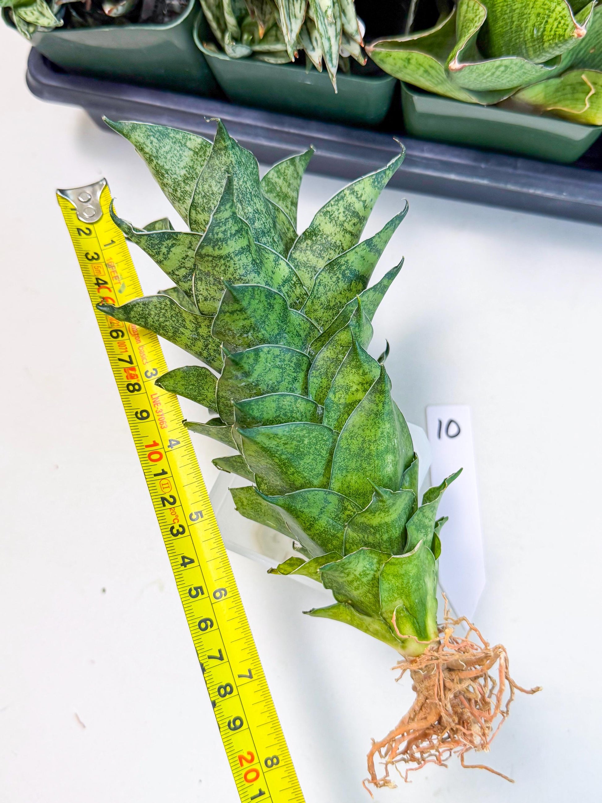 Sansevieria Mahanakorn (10) | Rare Hybrid Plant