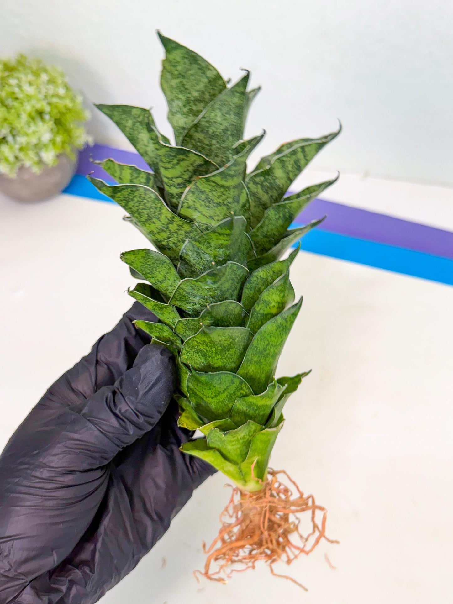 Sansevieria Mahanakorn (10) | Rare Hybrid Plant