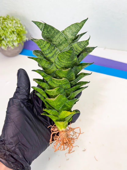 Sansevieria Mahanakorn (10) | Rare Hybrid Plant
