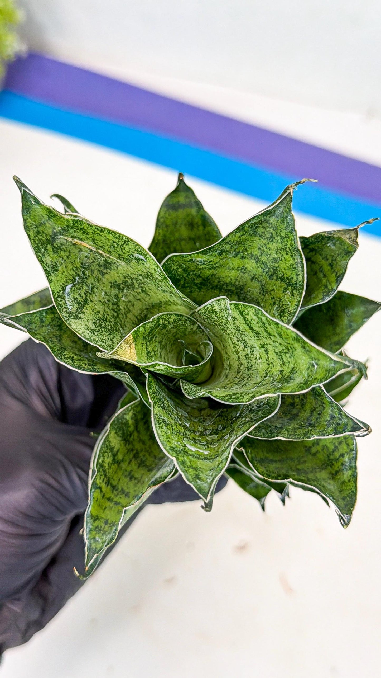 Sansevieria Mahanakorn (10) | Rare Hybrid Plant