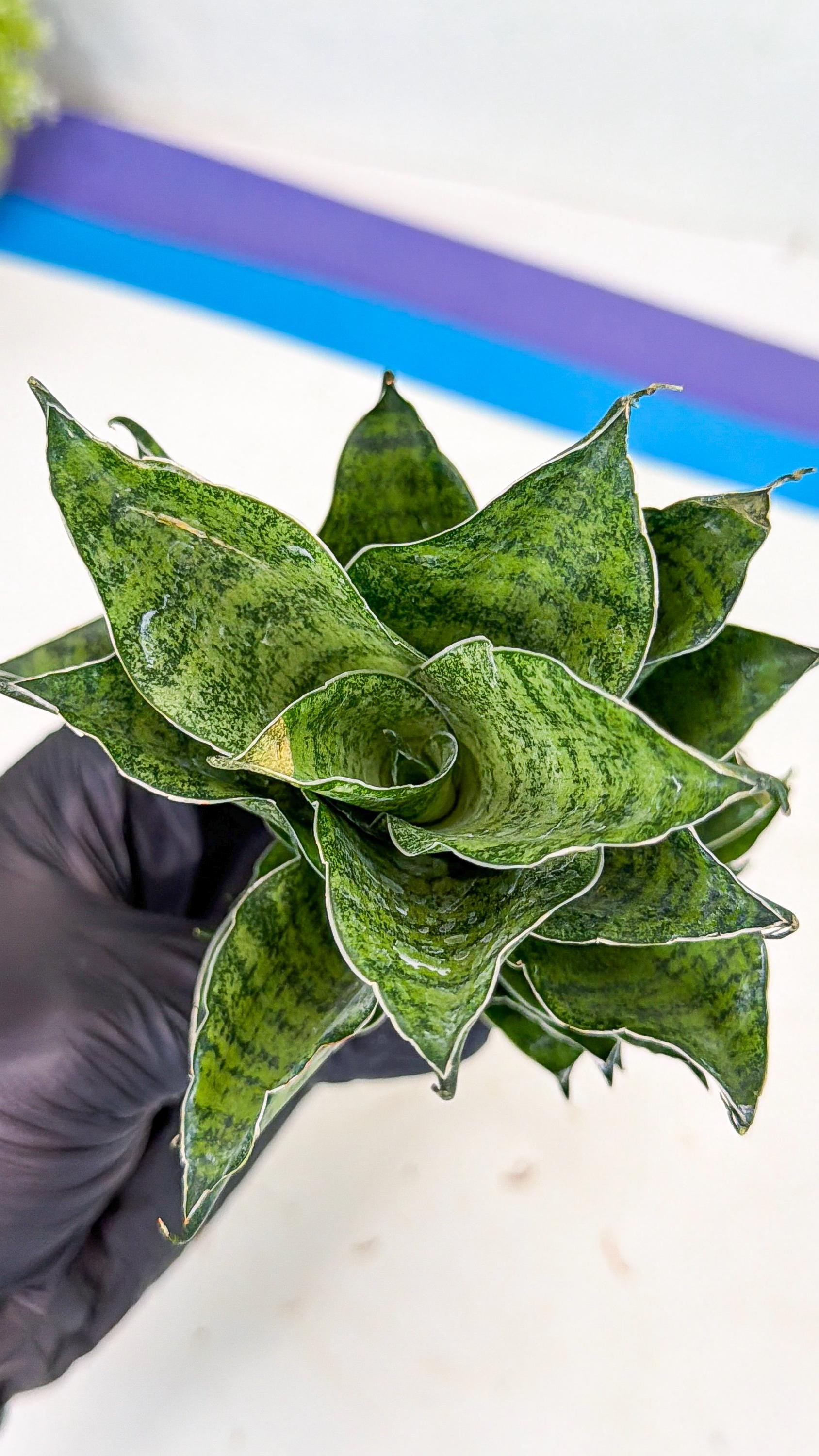 Sansevieria Mahanakorn (10) | Rare Hybrid Plant