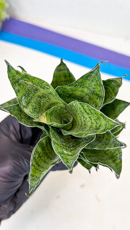 Sansevieria Mahanakorn (10) | Rare Hybrid Plant