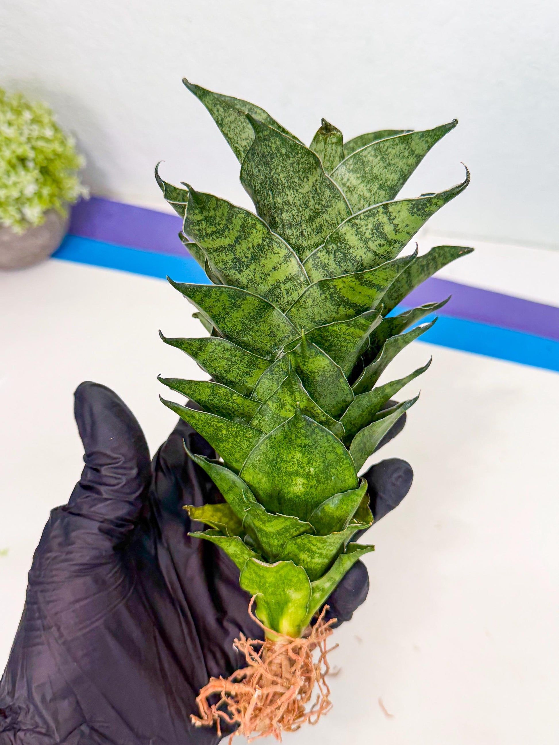 Sansevieria Mahanakorn (10) | Rare Hybrid Plant