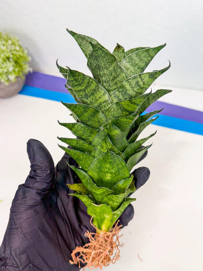 Sansevieria Mahanakorn (10) | Rare Hybrid Plant