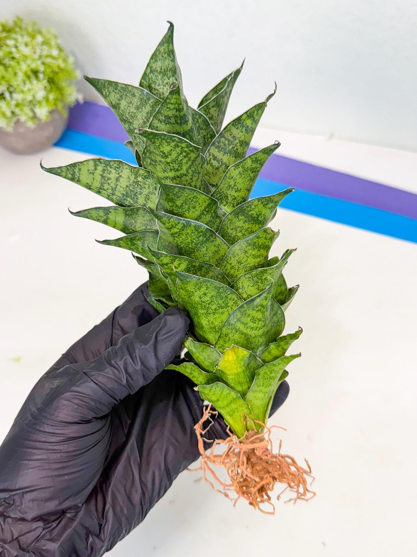 Sansevieria Mahanakorn (10) | Rare Hybrid Plant