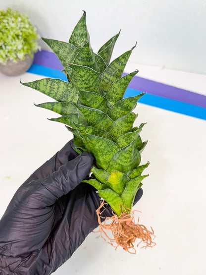 Sansevieria Mahanakorn (10) | Rare Hybrid Plant