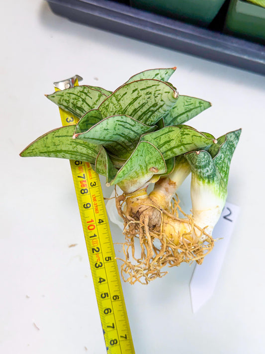 Sansevieria Angelina (12) | Rare Hybrid Plant