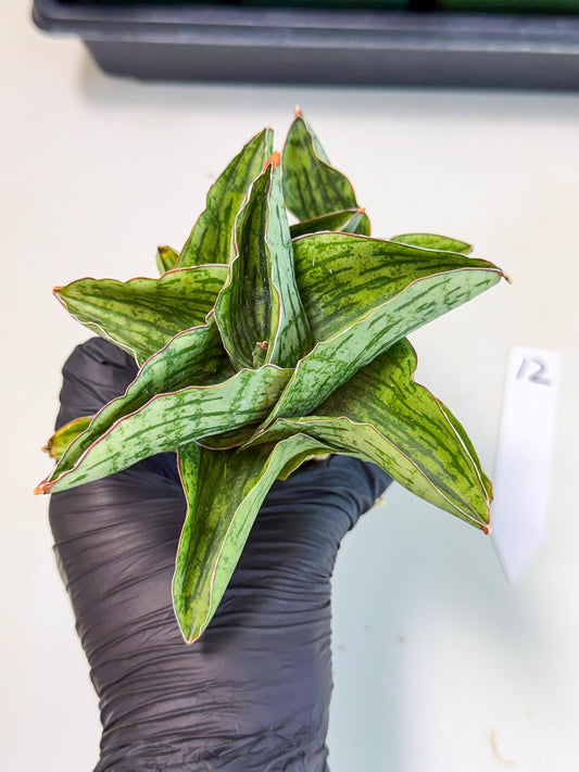 Sansevieria Angelina (12) | Rare Hybrid Plant