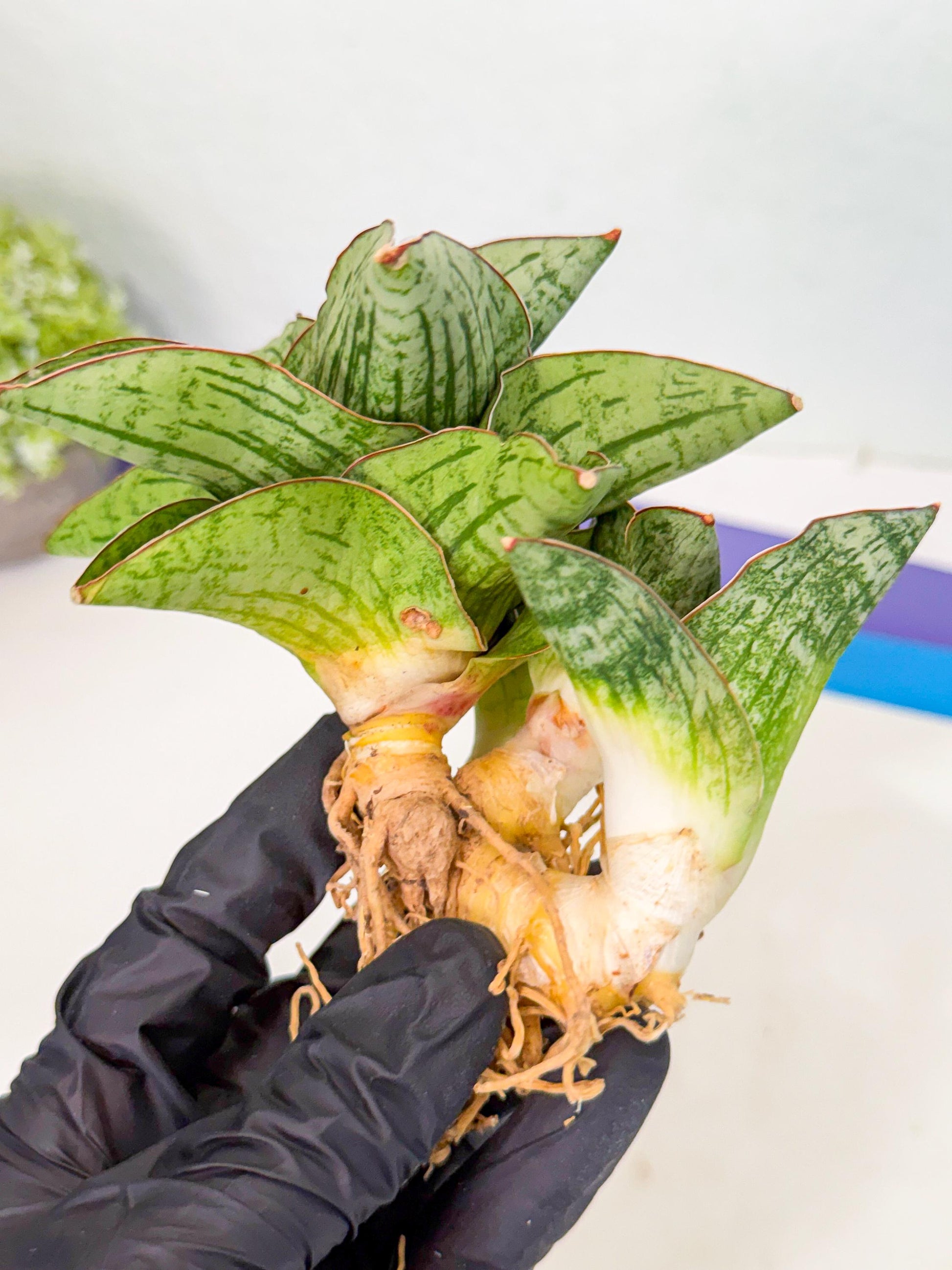 Sansevieria Angelina (12) | Rare Hybrid Plant