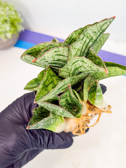 Sansevieria Angelina (12) | Rare Hybrid Plant