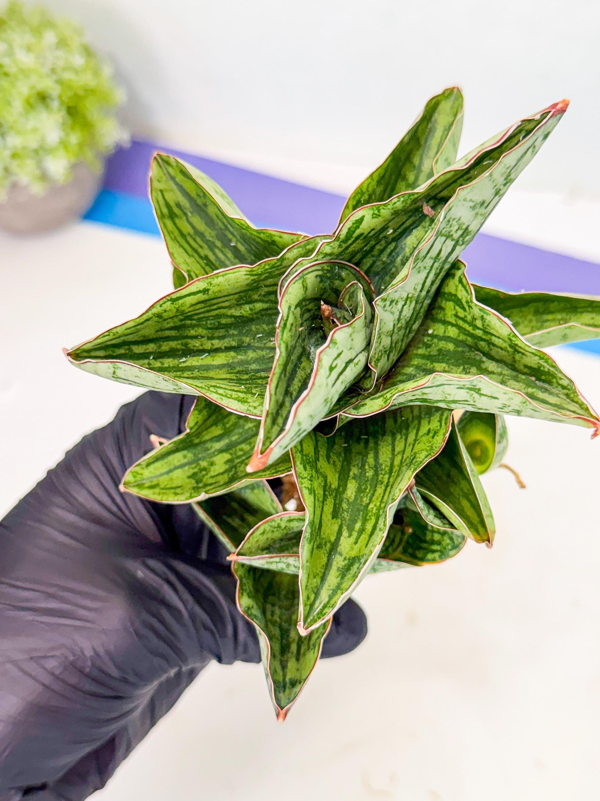 Sansevieria Angelina (12) | Rare Hybrid Plant