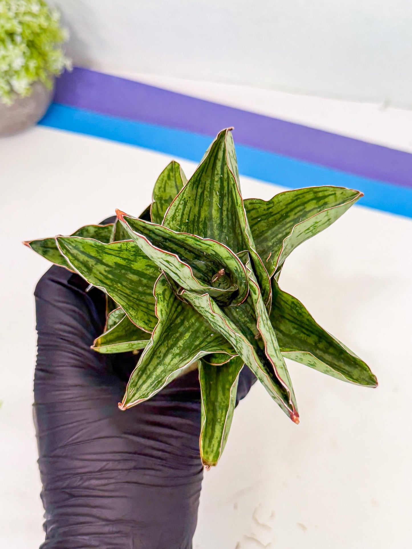 Sansevieria Angelina (12) | Rare Hybrid Plant