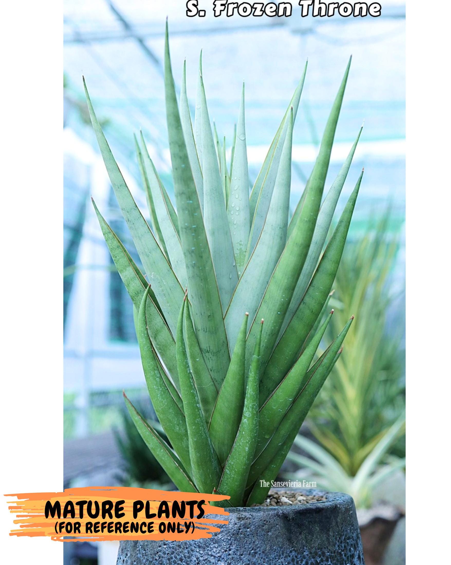 Sansevieria Frozen Throne (14) | Imported Indoor Snake Plant