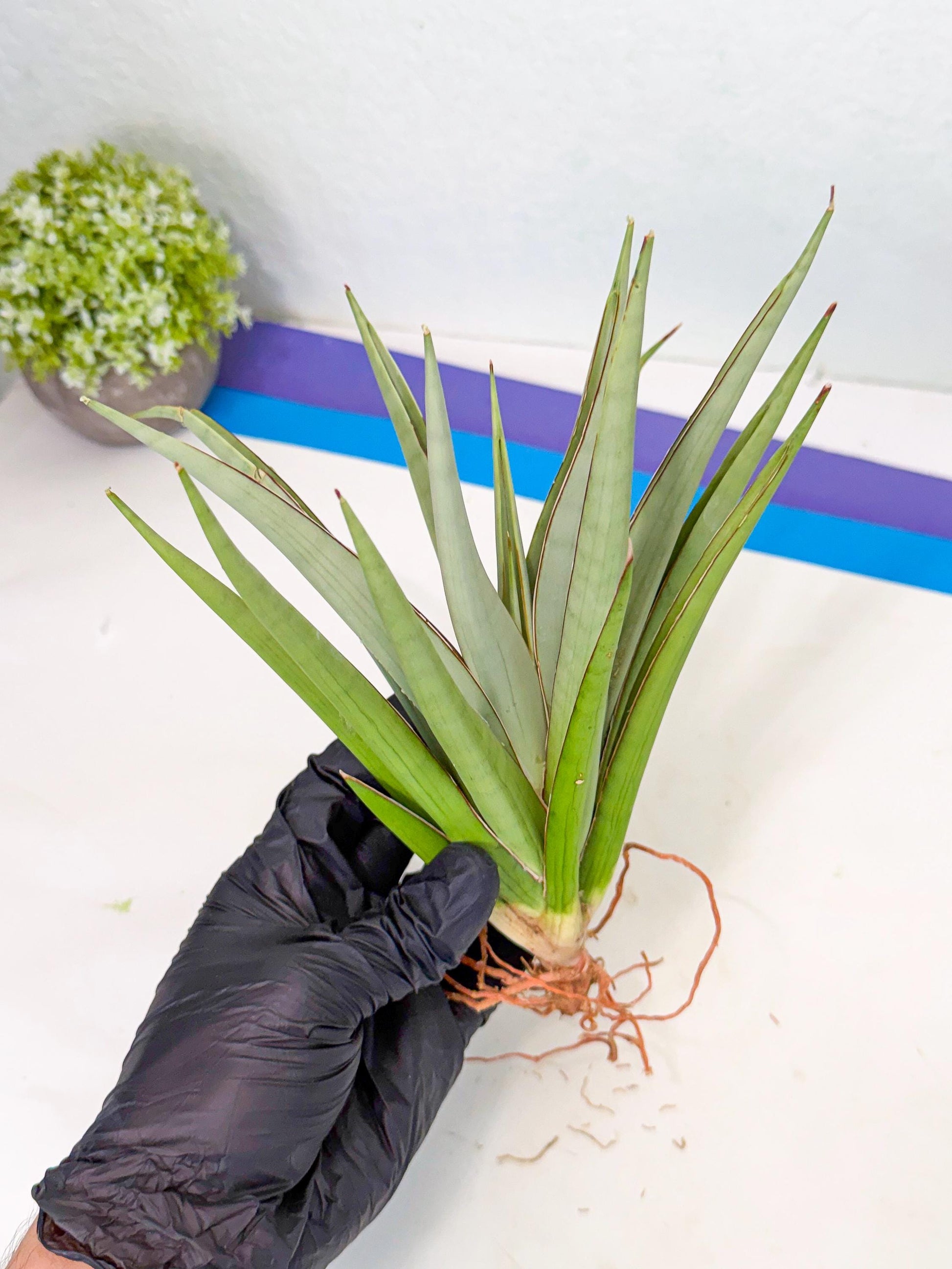 Sansevieria Frozen Throne (14) | Imported Indoor Snake Plant