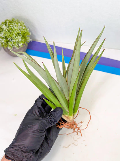 Sansevieria Frozen Throne (14) | Imported Indoor Snake Plant